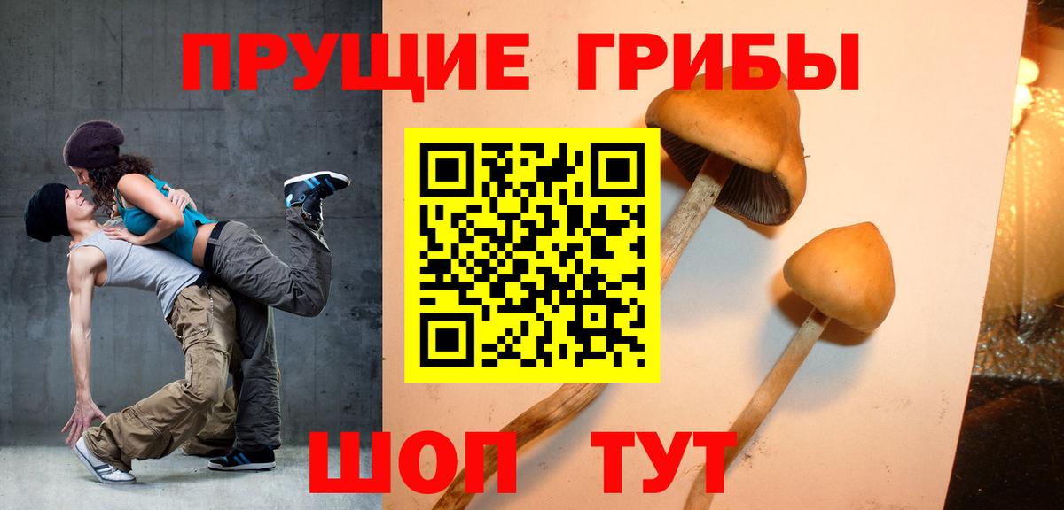 Карачаевск  Псилоцибиновые грибы мицелий  Вход с VPN  Псилоцибиновые грибы MAGIC MUSHROOMS 
